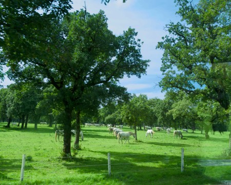 MBA79_1235.jpg